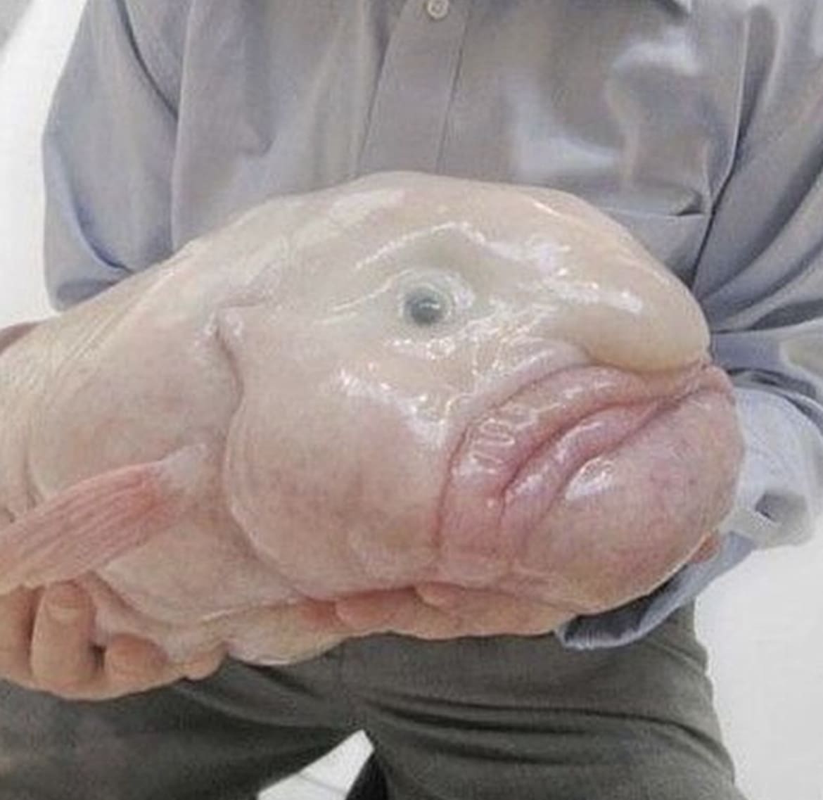 The blob fish